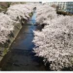 桜咲く　大日本ぞ　日本ぞ